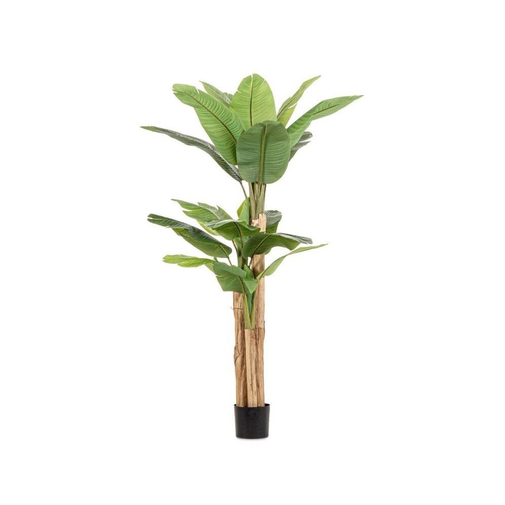 PIANTA BANANO C-VASO 20 FOGLIE H.200